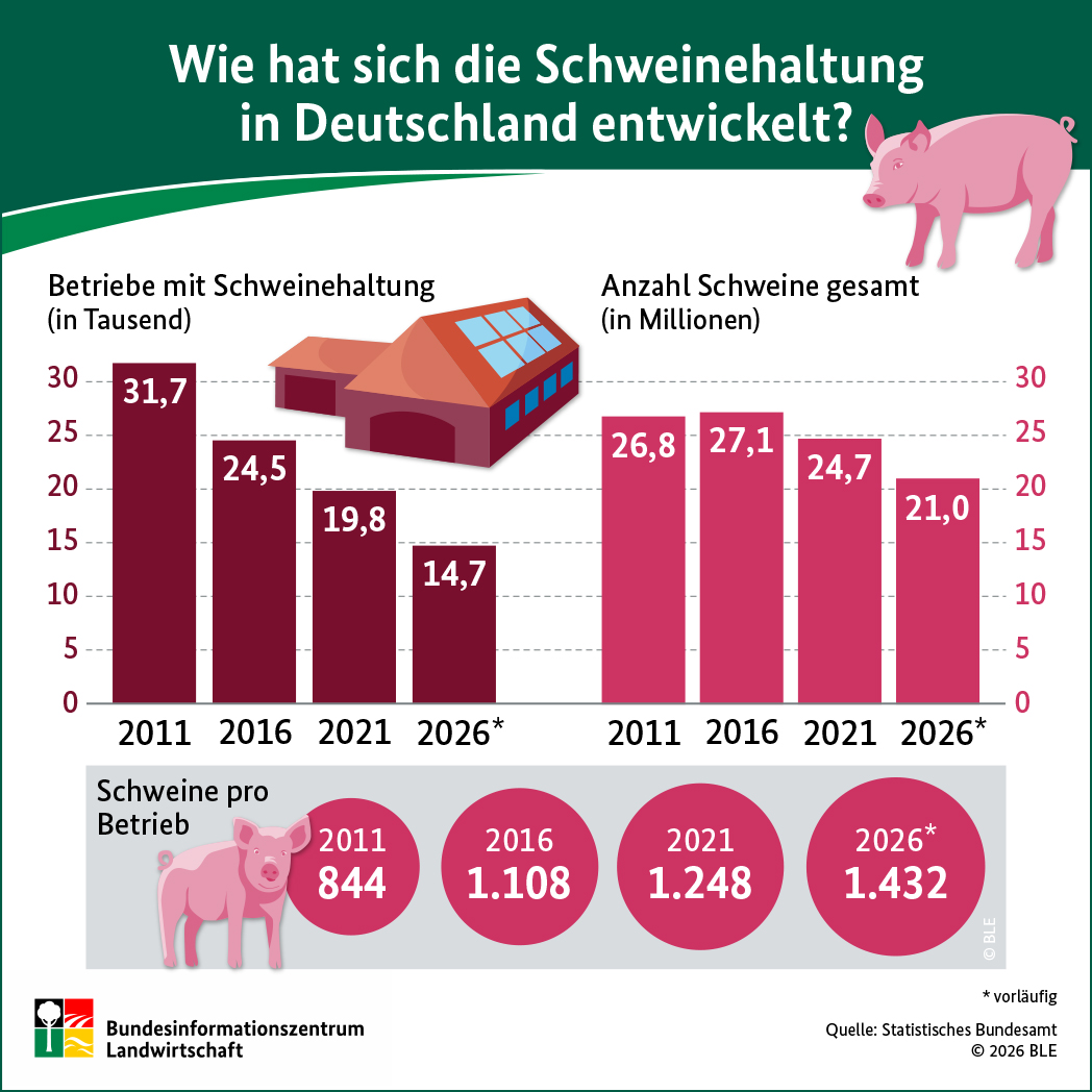 Die Infografik zeigt grafisch die Anzahl der Scheinehaltenden Betriebe sowie die Gesamtzahl der Schweine in Deutschland in einem Säulendiagramm