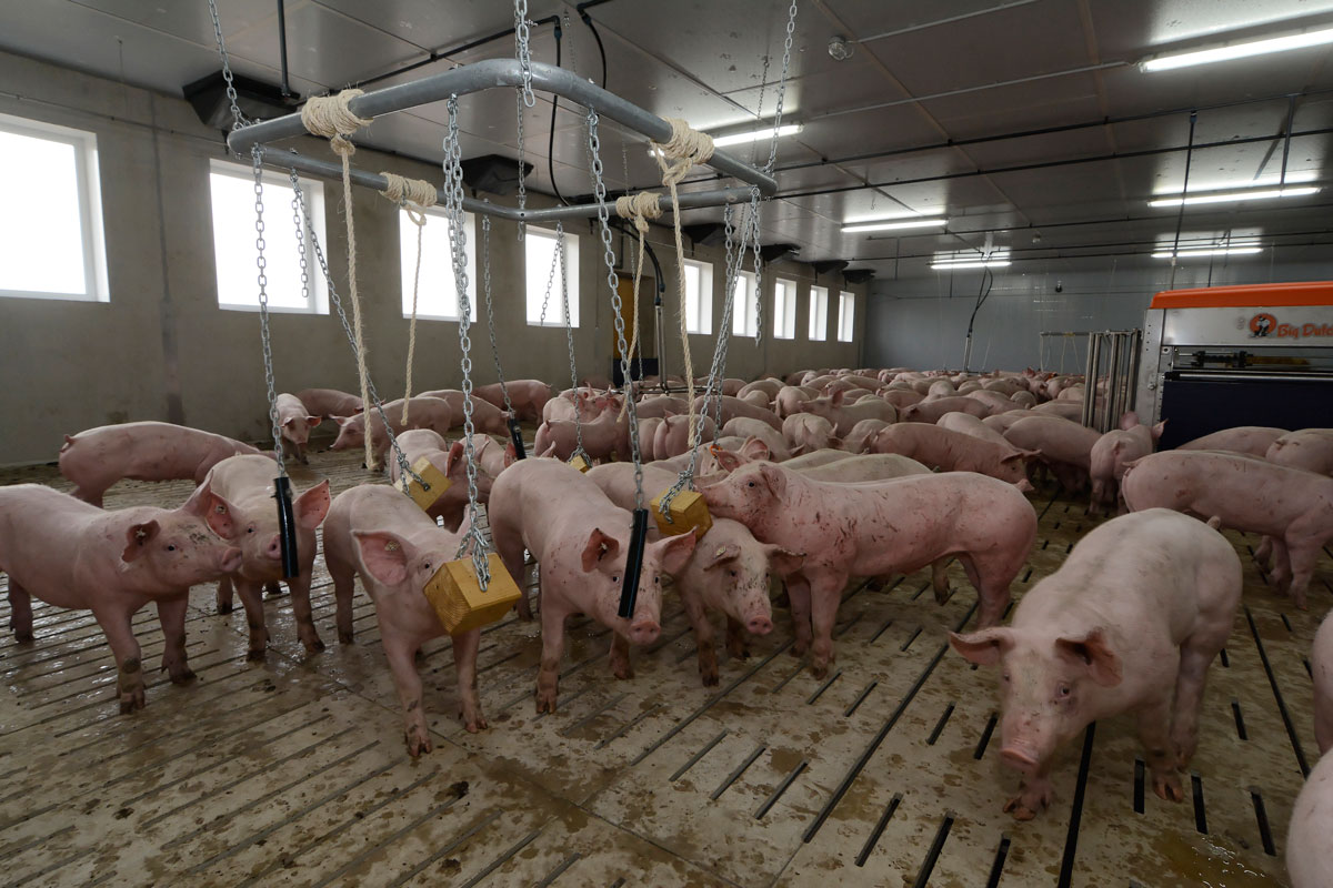 Mit Beschäftigungsmaterial lässt sich das Verhalten von Schweinen steuern. Klick führt zu Großansicht im neuen Fenster.    