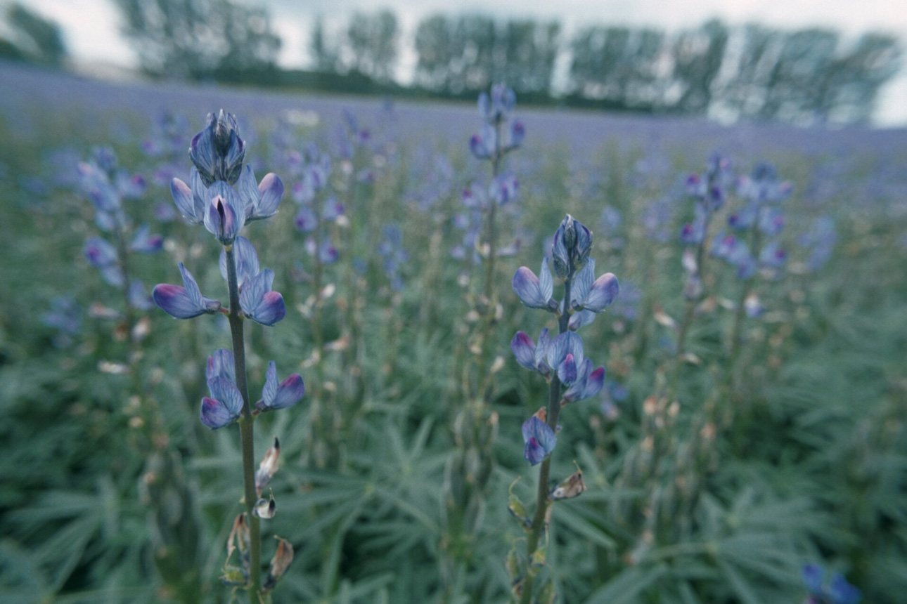 Blaue Lupinen. Klick führt zu Großansicht im neuen Fenster.