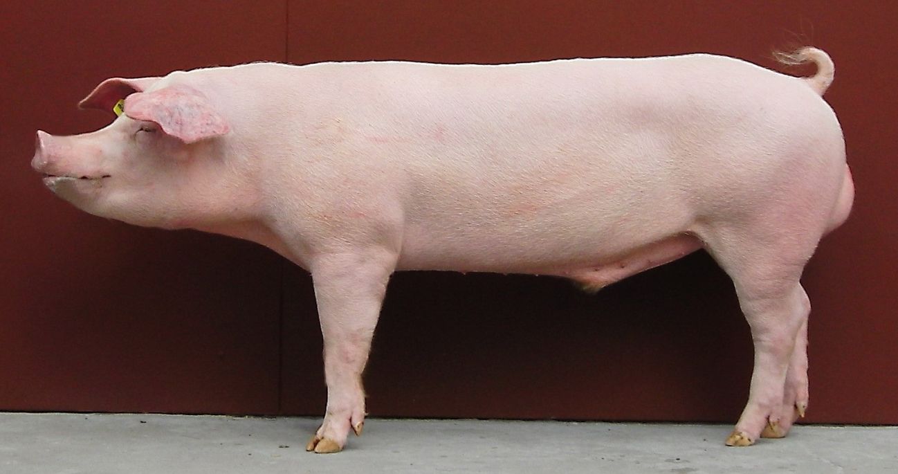 Schwein der Rasse Deutsche Landrasse. Klick führt zu Großansicht im neuen Fenster.