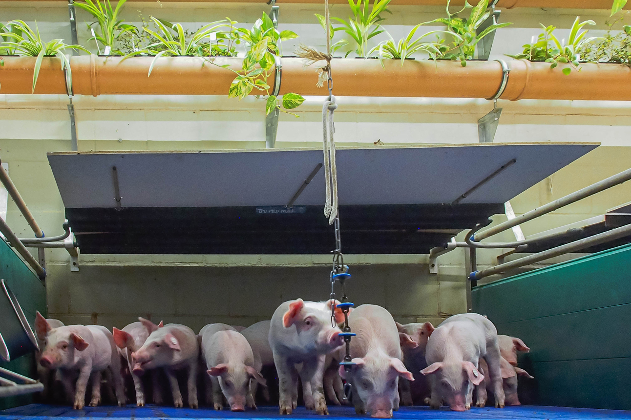 Mehrere Ferkel in einer Bucht mit Abdeckung. Über der Abdeckung sind Grünpflanzen an der Wand angebracht. Klick führt zu Großansicht in neuem Fenster.