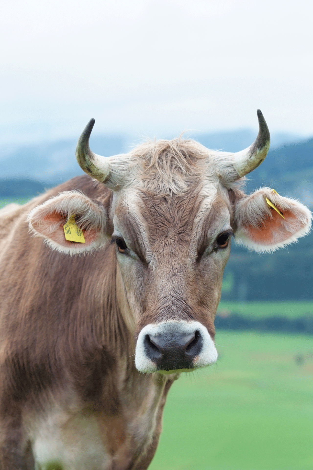 Umgang mit horntragenden Kühen