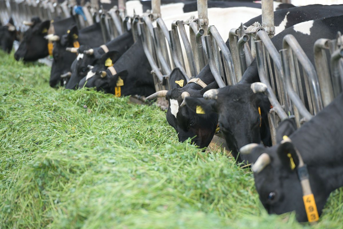 Horntragende Milchkühe nehmen Gras am Futtertisch auf. Klick führt zu Großansicht im neuen Fenster. 