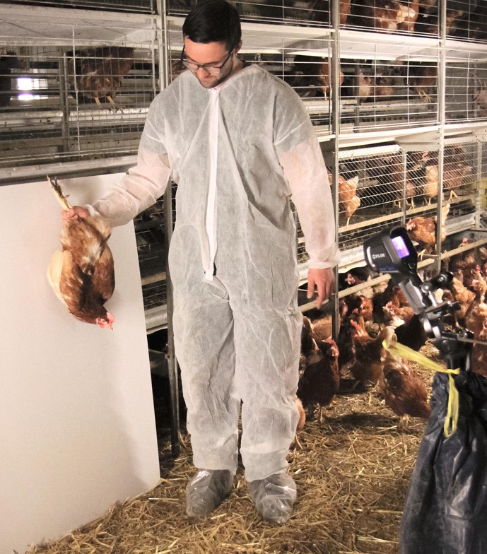 Ein Mann steht in einem Hühnerstall. Mit der rechten Hand hält er ein Huhn kopfüber vor eine weiße Wand. Klick führt zu Großansicht in neuem Fenster.