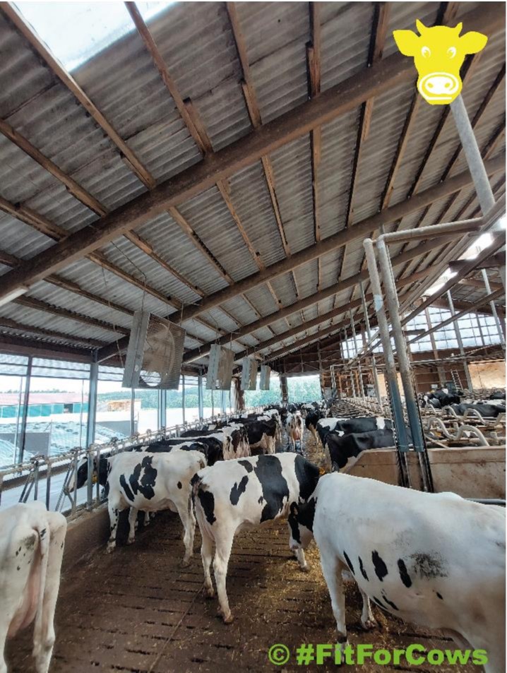 Offener Stall; viele Kühe im Gang