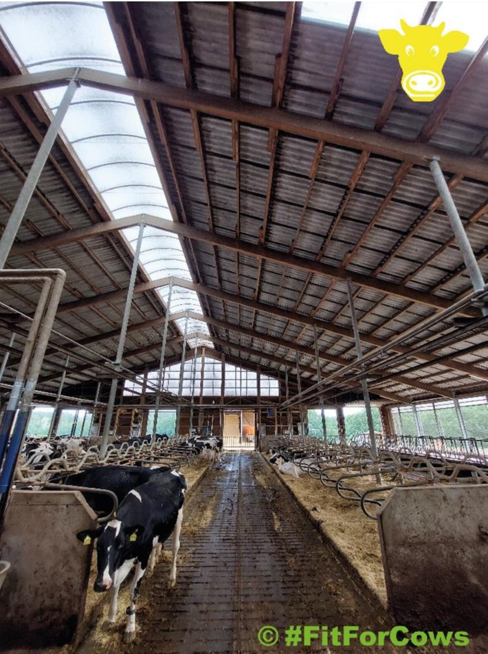 Offener Stall; nur vereinzelte Kühe zu sehen