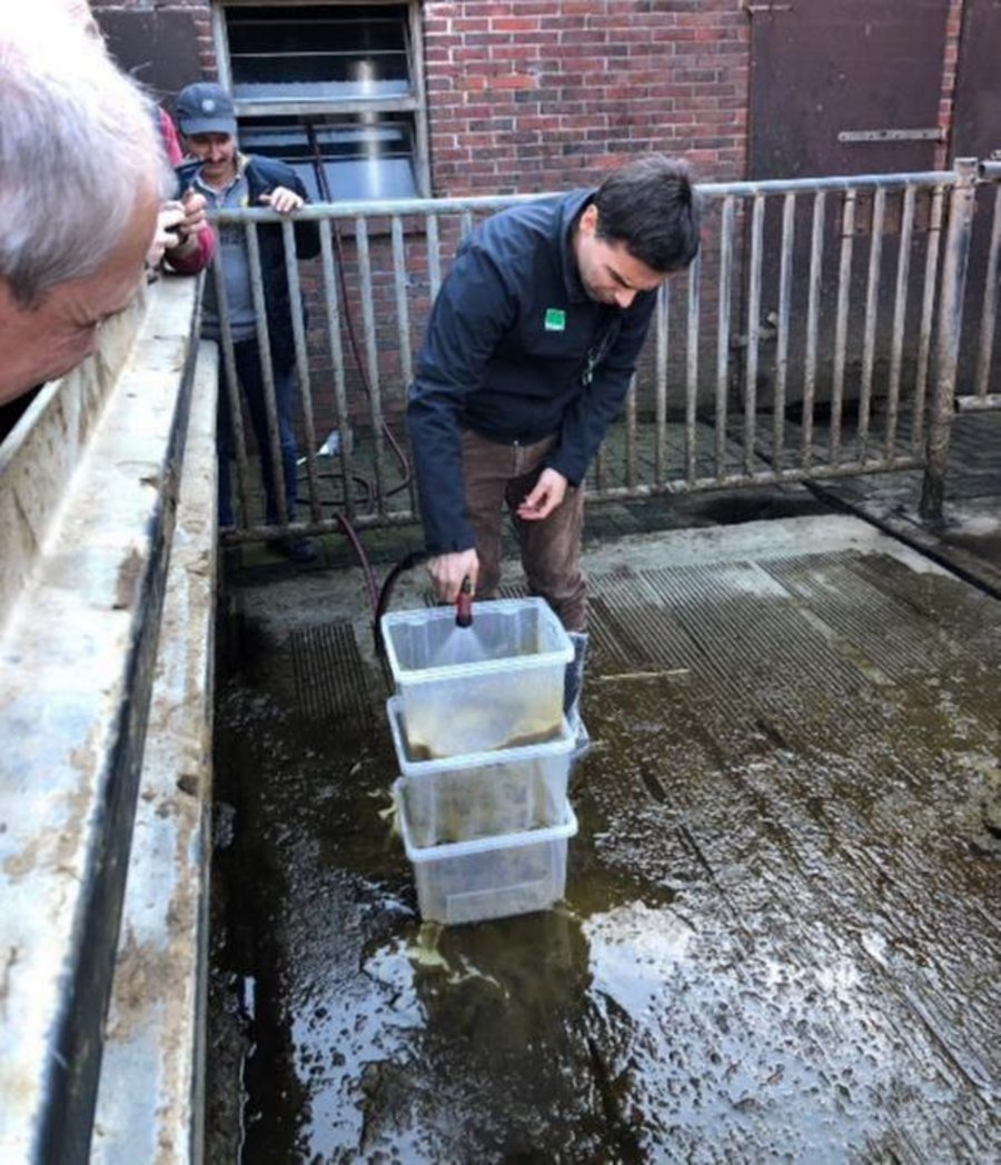Ein Mann wäscht Kot eines Rinds in einer Plastikbox aus. Klick führt zu Großansicht im Fenster.