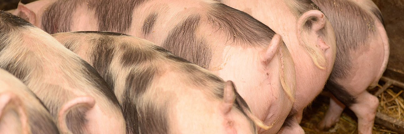 Mehrere Schweine mit intakten Ringelschwänzen von seitlich, hinten aufgenommen. 