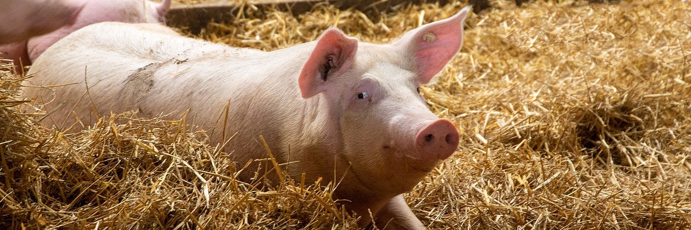 Schwein auf Stroh im Stall