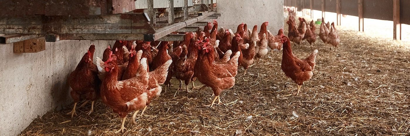 Eine Gruppe brauner Legehennen bewegt sich durch den Wintergarten eines Hennenstalles. Einige Tiere scharren in der Einstreu, andere klettern auf den erhöhten Ebenen. Die Tiere laufen auf trockener Einstreu, in der einige Federn zu sehen sind. 