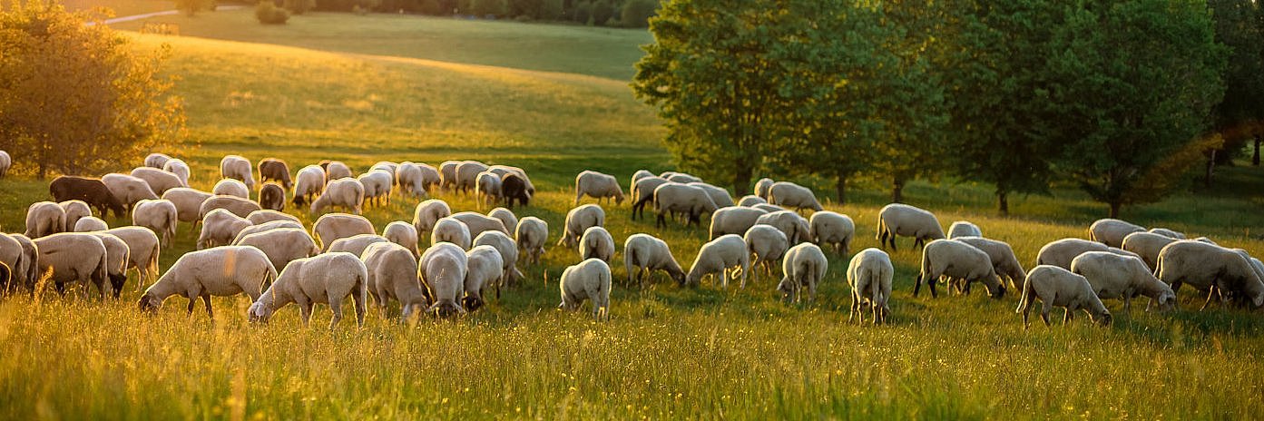 Schafe auf einer Weide