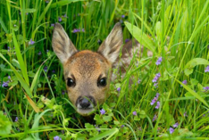Ein Rehkitz liegt versteckt im Gras und blickt in die Kamera. Klick führt zu Großansicht im neuen Fenster. 