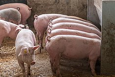 Tierhaltung: Antibiotikaeinsatz geht weiter zurück