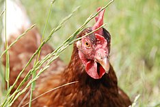 Huhn im Gras. Bild: D. Heidemann