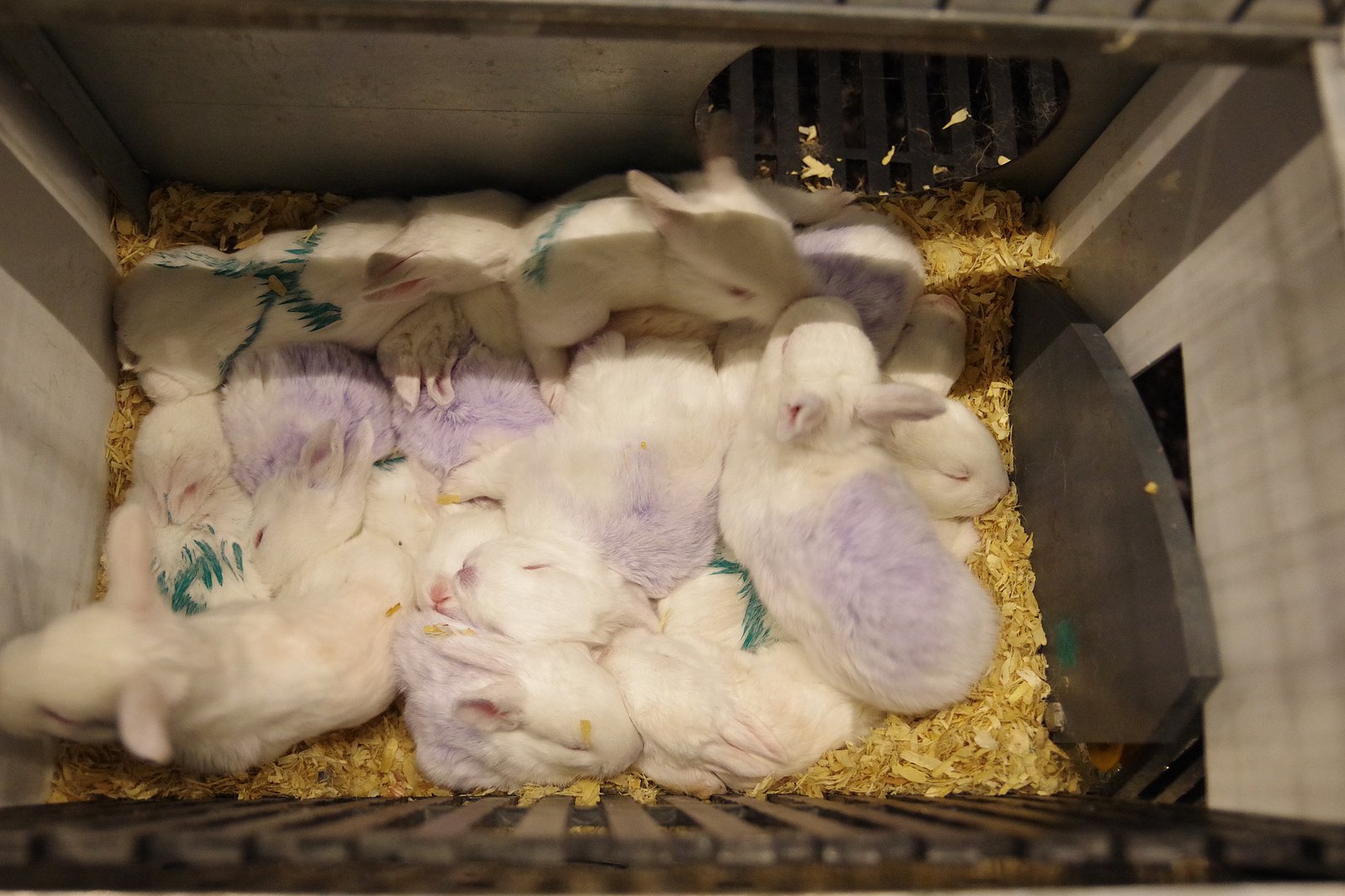 Zwei Kaninchenwürfe liegen in einer Box.