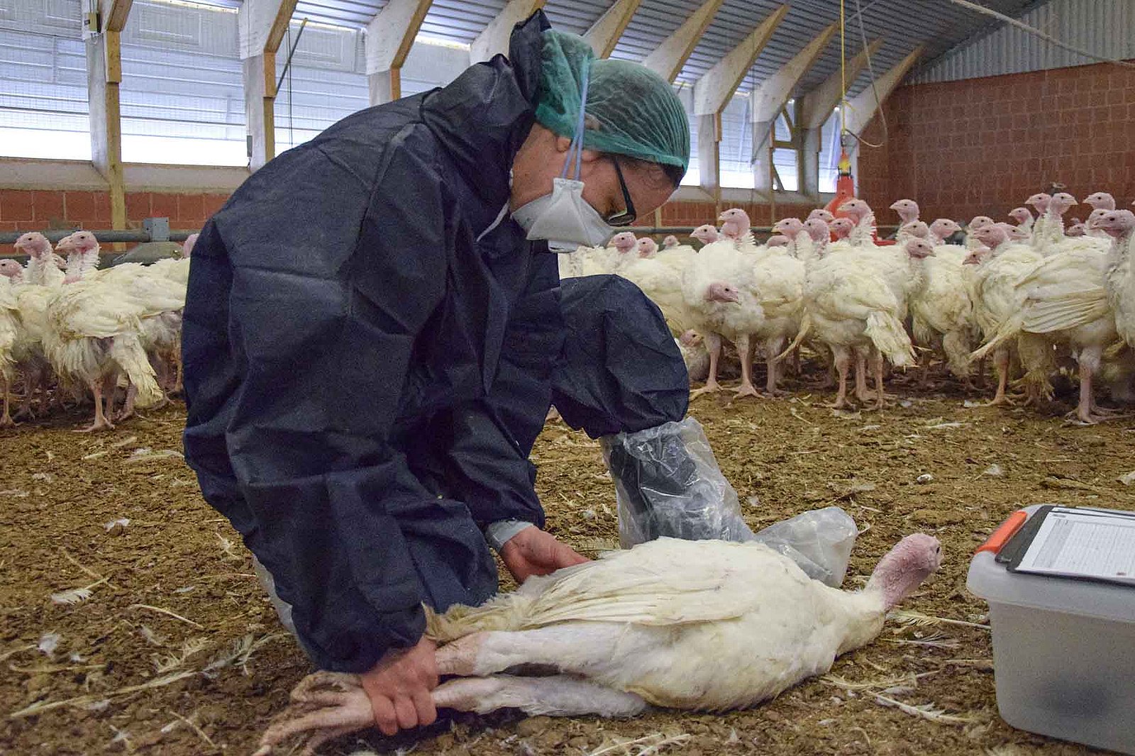 Eine Frau untersucht die Fußballen einer Pute. Klick führt zu Großansicht im neuen Fenster.