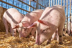 Schweine auf Stroh. Klick führt zu Großansicht im neuen Fenster.