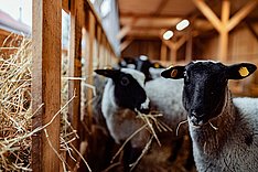 Tierwohlgerechte Fütterung von Schafen