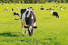 Beginn der Weidesaison: Ration und Kraftfutter von Milchkühen anpassen