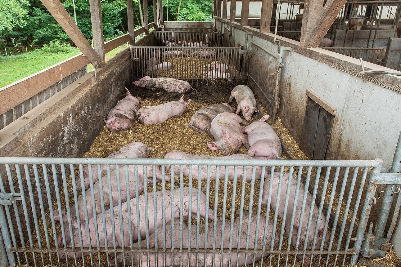 Schweine liegen im Auslauf auf Stroh. Klick führt zu Großansicht im neuen Fenster.