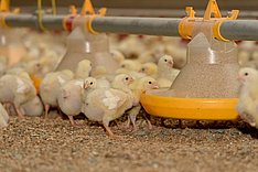 MuD Tierschutz: MiniAbeR - Praxis-Erfahrungen aus der Geflügelmast