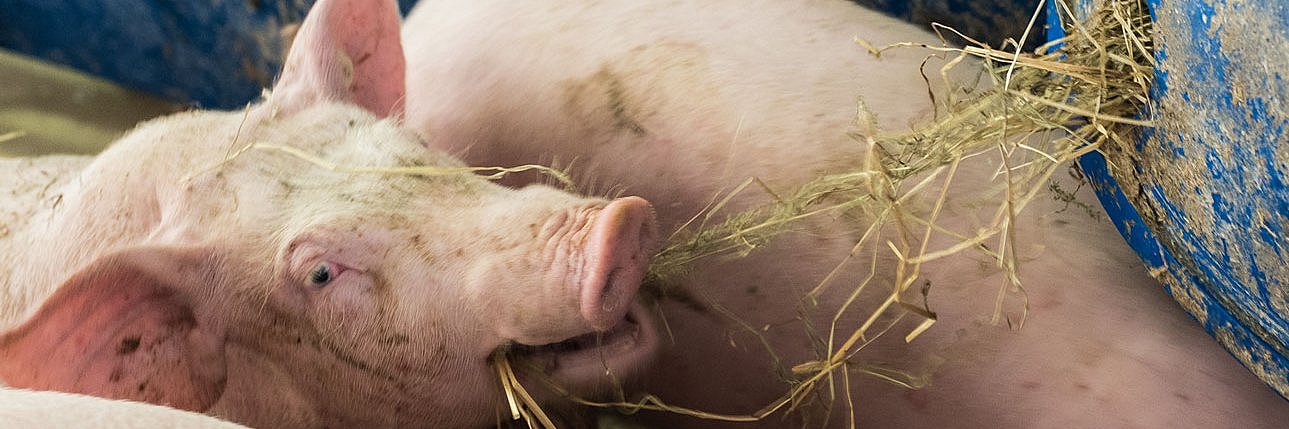 Schwein im Stall frisst Heu. Klick führt zu Großansicht in neuem Fenster.