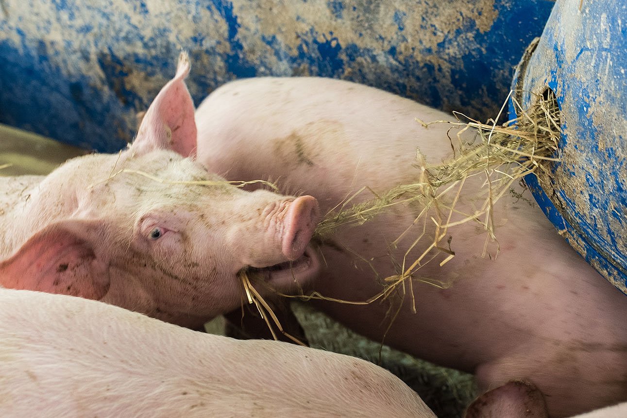 Schwein im Stall frisst Heu