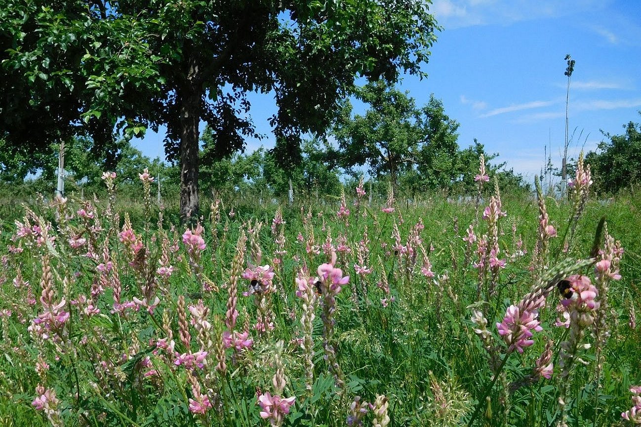 Unterwuchs mit blühenden Saatesparsetten (Onobrychis viciifolia) vor einer angrenzenden Hochstammwiese. Klick führt zu Großansicht im neuen Fenster. 