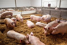Schweinemast: Lohnt sich der Stallumbau?