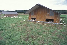 Hühnerhaltung im Mobilstall