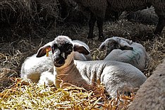 Jetzt anmelden: Online-Seminar rund um die Geburtshilfe beim Schaf
