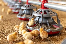 MuD Tierschutz: MiniAbeR - Einstreu einfach bewerten – Ein neuer Rahmen zur Charakterisierung von Einstreumaterialien bei Mastgeflügel