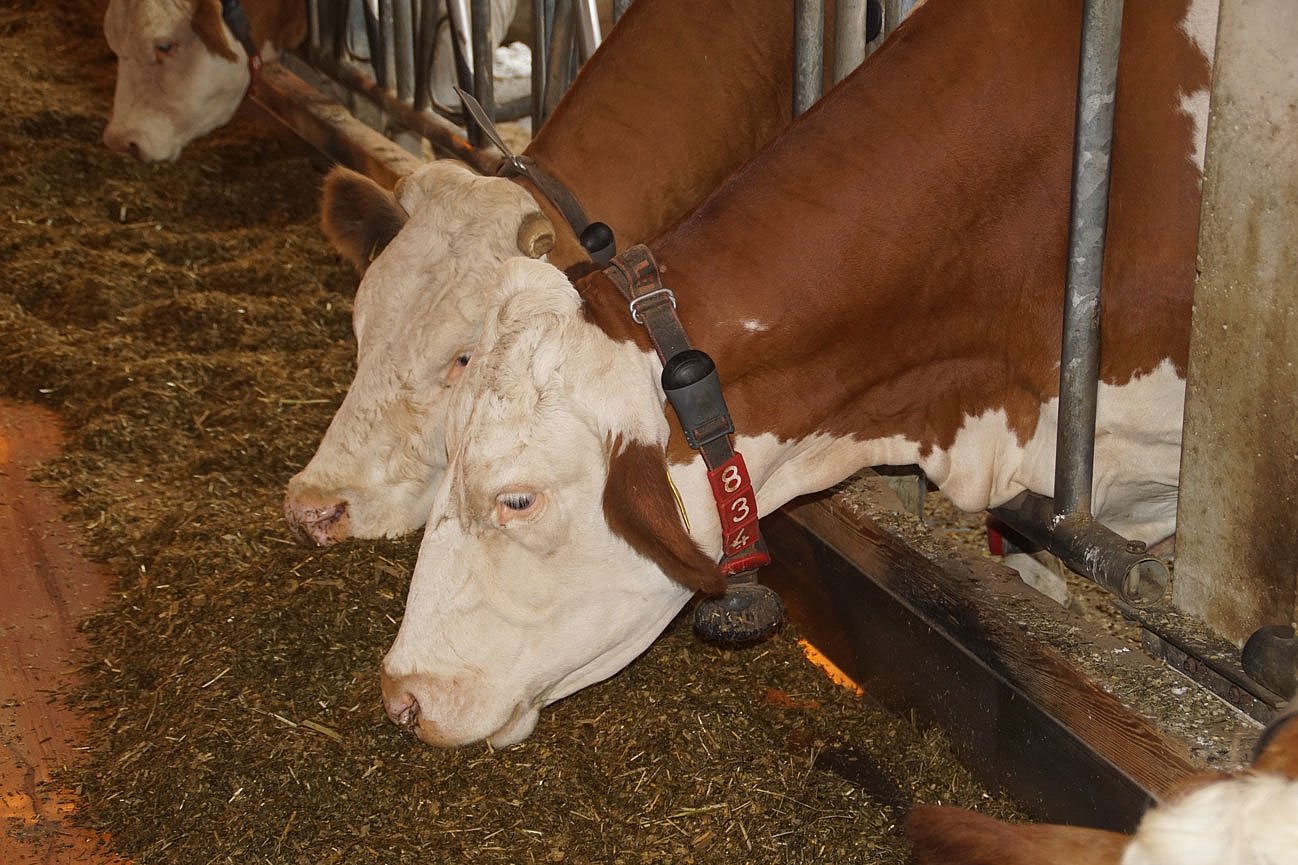 Fleckviehkühe mit Sensoren am Halsband fressen am Futtertisch. Klick führt zu Großansicht im neuen Fenster. 