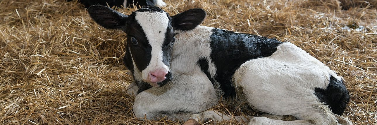 Ein junges Kalb liegt im Stroh