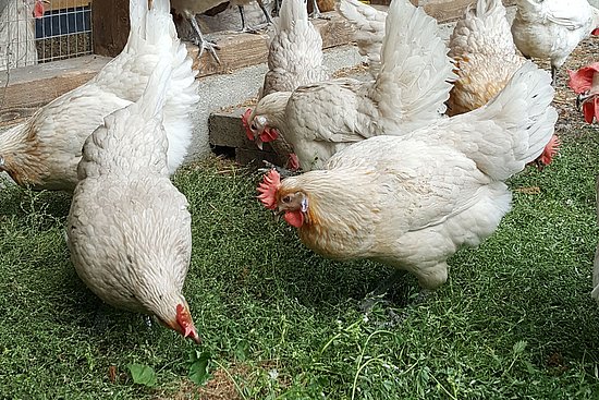 Zweinutzungshühner im Freiland 