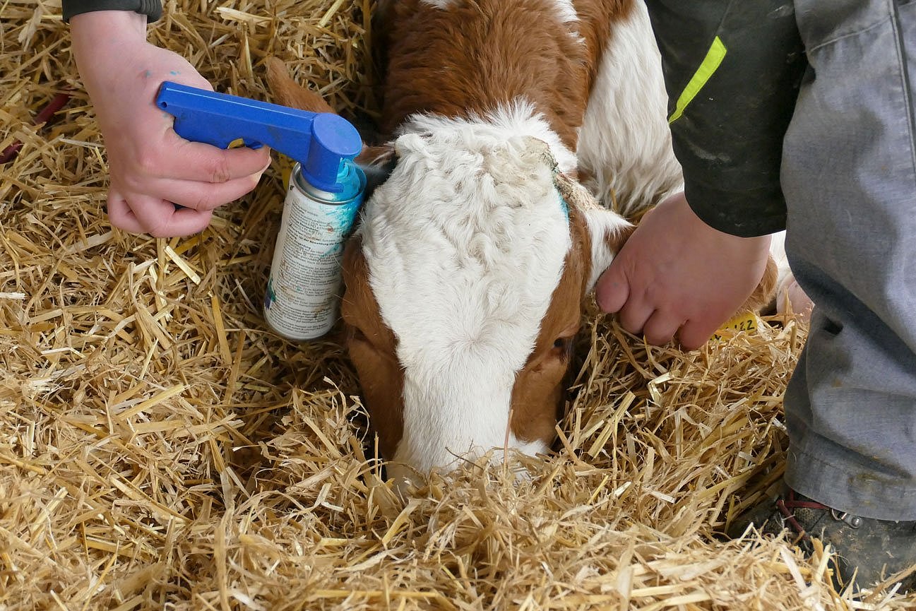 Das Bild zeigt den Kopf eines betäubten Fleckviehkalbes nach dem Enthornen. Eine Hand hält eine Dose Blauspray und sprüht dies auf die Wunde. Klick führt zu Großansicht im neuen Fenster. 