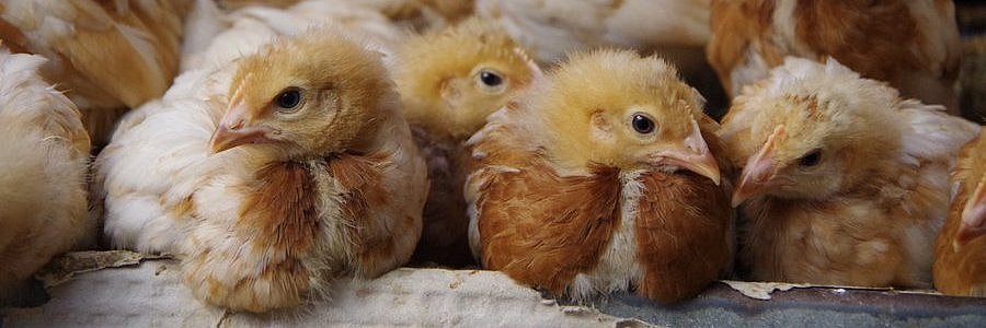 Mehrere Hühnerküken sitzen zusammen.