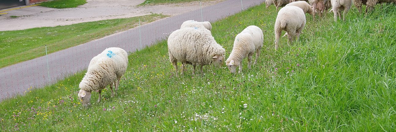 Schafe auf einem artenreichen Grünland mit Spitzwegerichpflanzen (Plantago lanceolata).