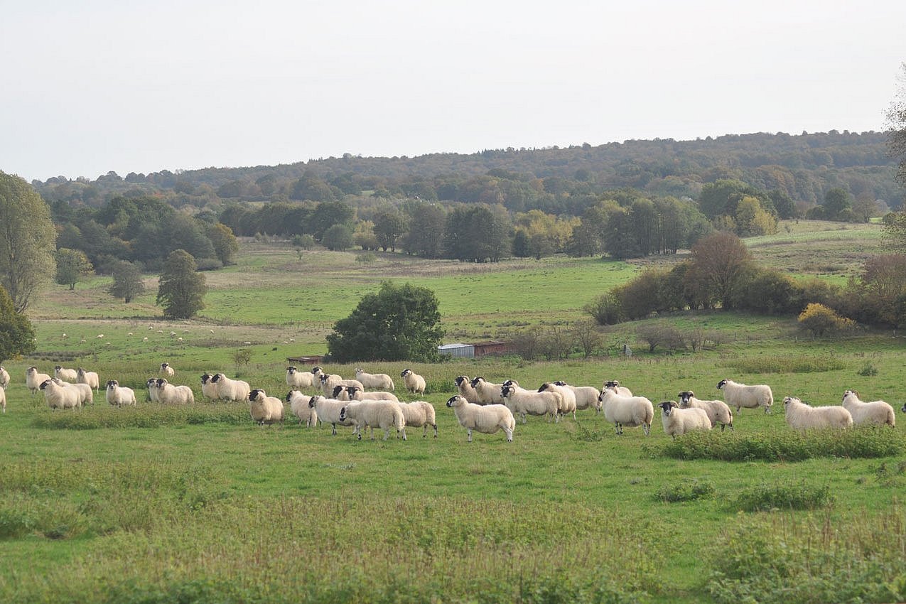 Eine Schafherde in einer weiträumigen Offenlandschaft mit einzelnen Baumgruppen und Büschen. Neben Stellen an denen das Gras kurzgefressen ist, gibt es andere, an denen der Aufwuchs noch hoch steht. Schafe fressen selektiv.