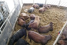 Ansprüche an die Haltungsumwelt