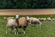 Häufige Erkrankungen bei hochträchtigen Schafen