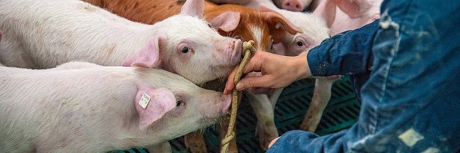 Nahaufnahme Hand mit Seil, mehrere Ferkel schnüffeln am Seil
