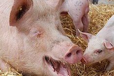 Forschung zu PMSG-Alternativen gefragt 