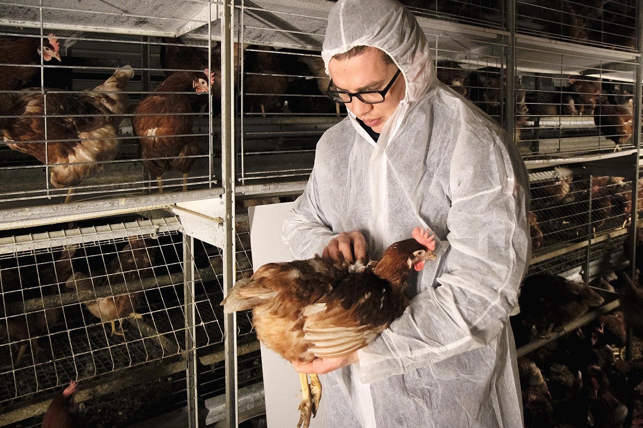 Ein Mann hält ein Huhn auf dem Arm und untersucht dessen Gefieder. Klick führt zu Großansicht in neuem Fenster.