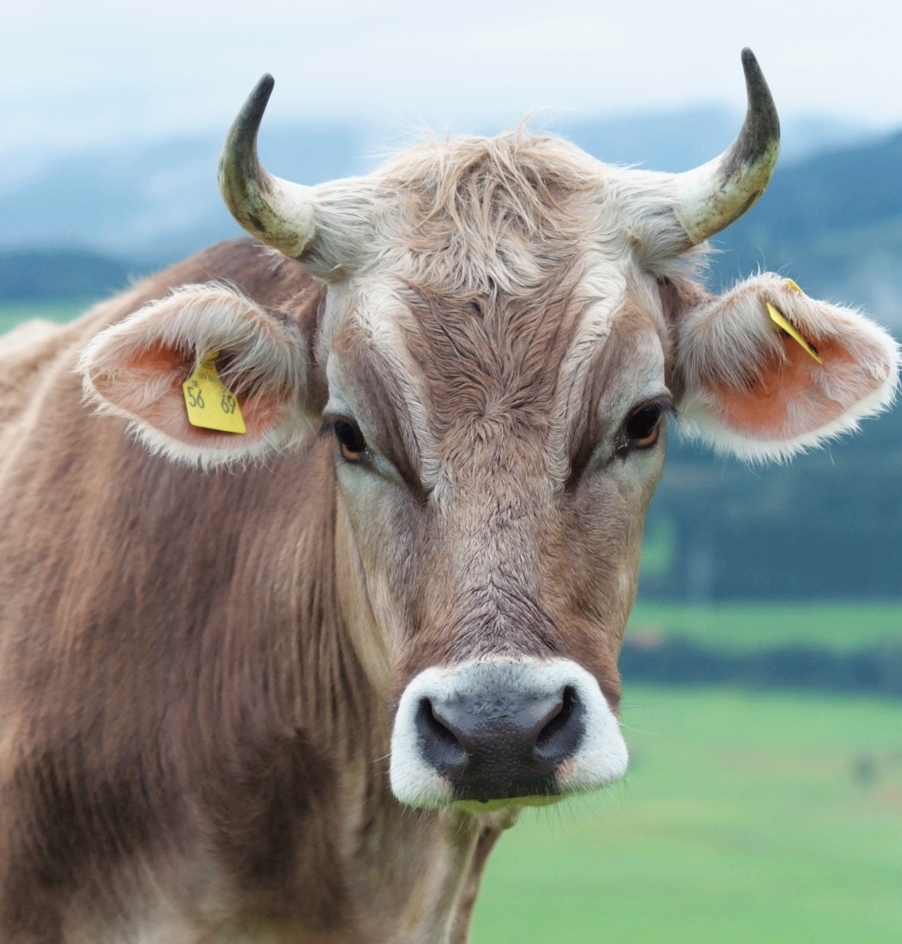 Das Bild zeigt den Kopf einer Braunviehkuh die auf einer Weide im Alpenraum steht. 