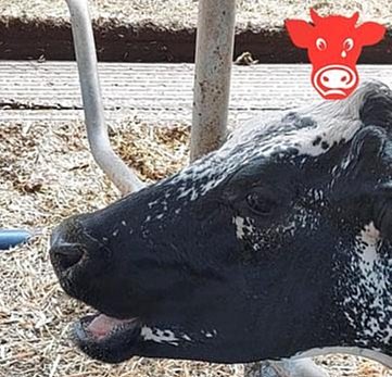 Nahaufnahme einer Kuh mit offenem Maul