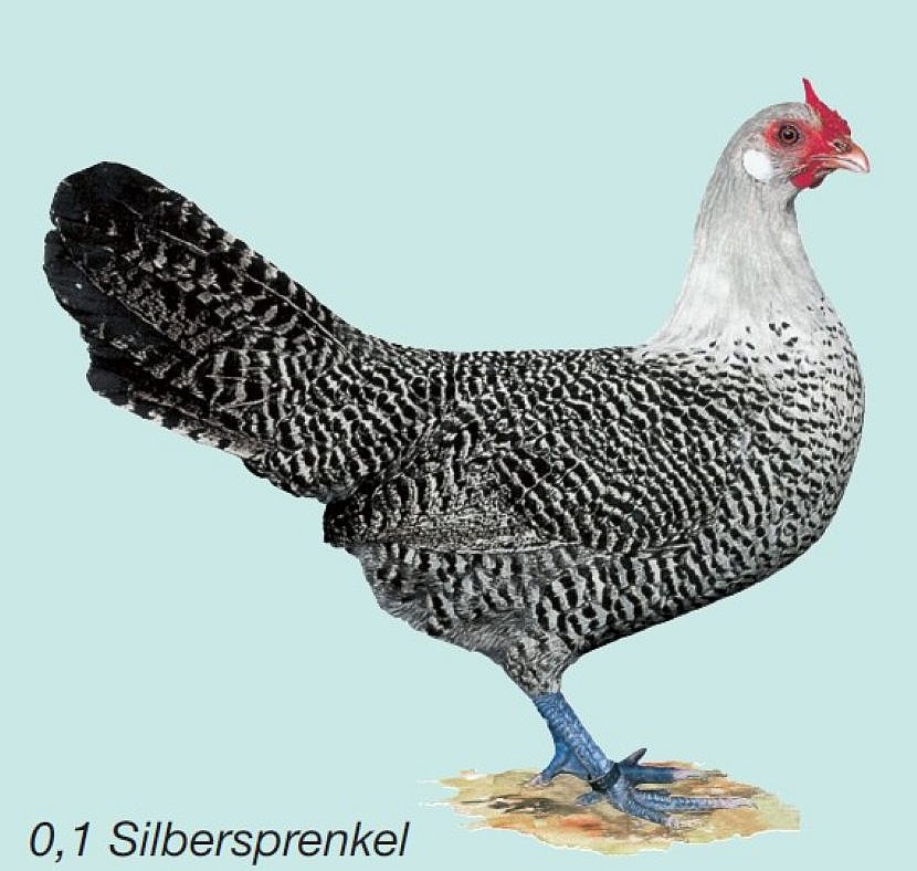 Hamburger Sprenkel. Klick öffnet Großansicht im neuen Fenster.