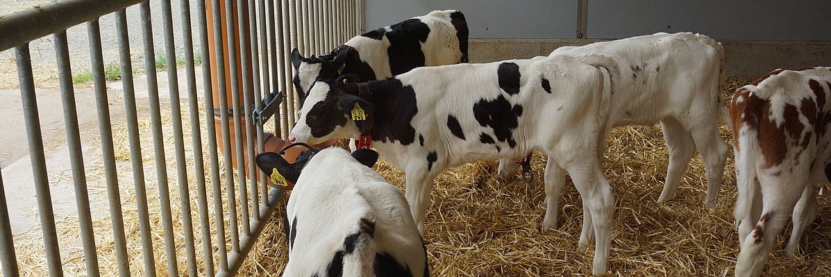 Ein Kalb mit auffälliger Fellzeichnung steht neben einer Heuraufe in einem mit Stroh eingestreuten Stall. Es ist ein Kreuzungstier zwischen Holstein Frisian und der Fleischrasse Blau-weiße Belgier.