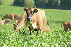 Öko-effiziente Milcherzeugung – das Modell der Zukunft?