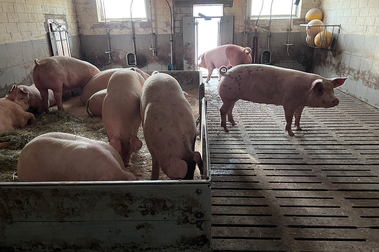 Mastschweine stehen in einem vielfältig gestalteten Stall. Klick führt zu Großansicht im neuen Fenster.
